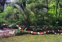 Celia Berry mosaic Mexican Milk Snake